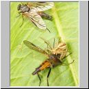 Xysticus ulmi - Krabbenspinne 04b.jpg